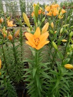 [5088 Talisker No01.JPG]